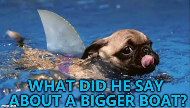 Looks fake... :) | WHAT DID HE SAY ABOUT A BIGGER BOAT? | image tagged in pug shark,memes,jaws,animals,dogs,films | made w/ Imgflip meme maker