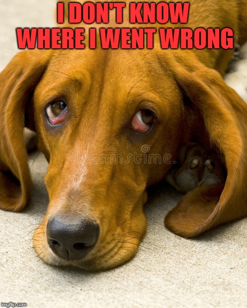 sad dog,        all good things must end | I DON'T KNOW WHERE I WENT WRONG | image tagged in sad dog     all good things must end | made w/ Imgflip meme maker