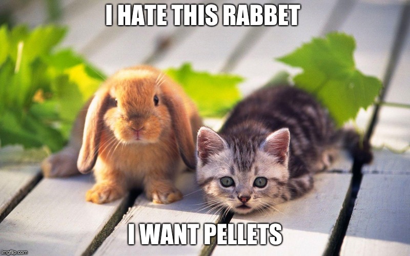 I HATE THIS RABBET; I WANT PELLETS | made w/ Imgflip meme maker