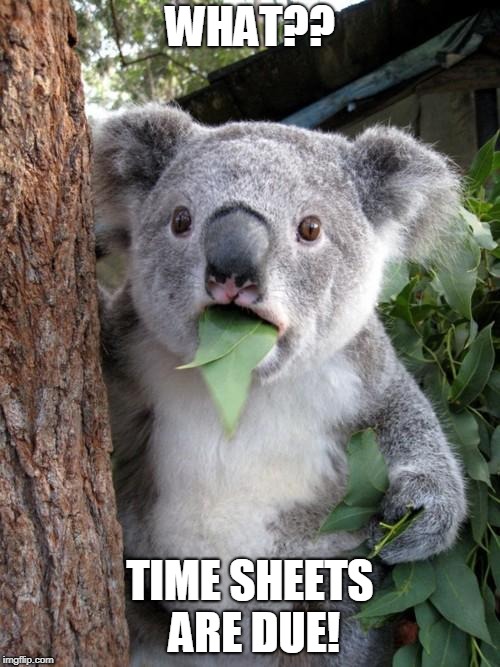 Surprised Koala Meme | WHAT?? TIME SHEETS ARE DUE! | image tagged in memes,surprised koala | made w/ Imgflip meme maker