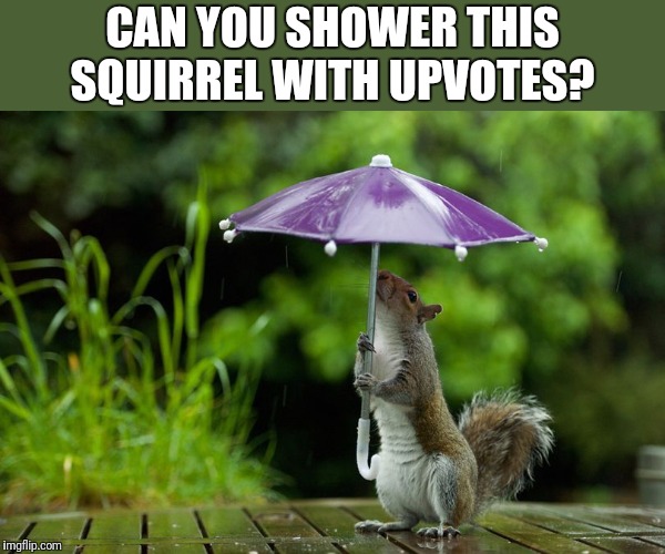 Only 12 upvotes and I'll be at 20,000!  | CAN YOU SHOWER THIS SQUIRREL WITH UPVOTES? | image tagged in squirrel,umbrella,shower,upvotes | made w/ Imgflip meme maker