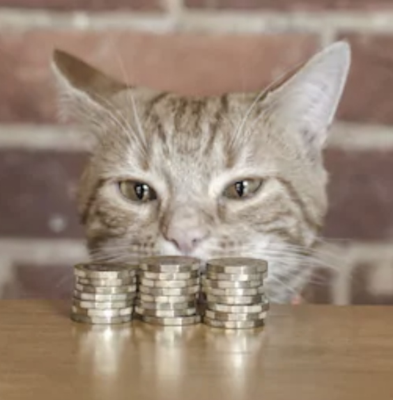 Kitty cash Memes - Imgflip