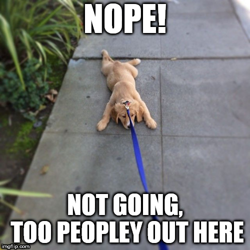 Nope! | NOPE! NOT GOING, TOO PEOPLEY OUT HERE | image tagged in nope,peopley,dog | made w/ Imgflip meme maker