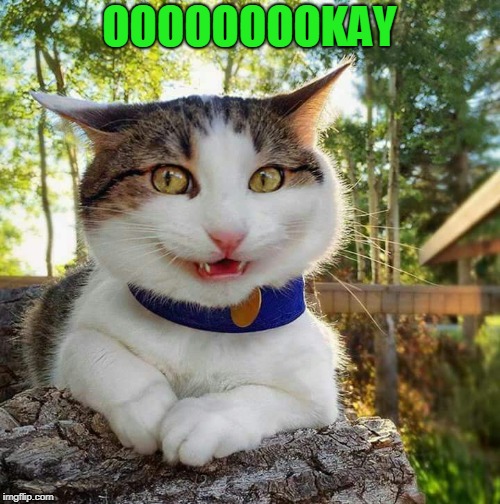 Cat Say What? | OOOOOOOOKAY | image tagged in cat say what | made w/ Imgflip meme maker