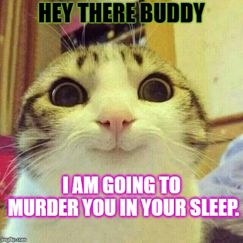 A very "cute" cat. | HEY THERE BUDDY; I AM GOING TO MURDER YOU IN YOUR SLEEP. | image tagged in cats,killer,funny,funny cats,sleep,i am going to murder you in your sleep | made w/ Imgflip meme maker