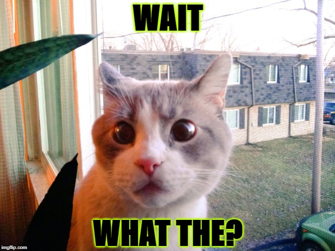 WAIT; WHAT THE? | image tagged in what the | made w/ Imgflip meme maker