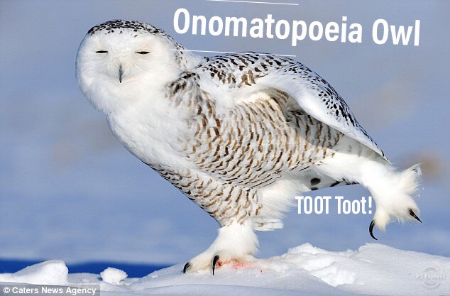 High Quality Onomatopoeia Owl Blank Meme Template