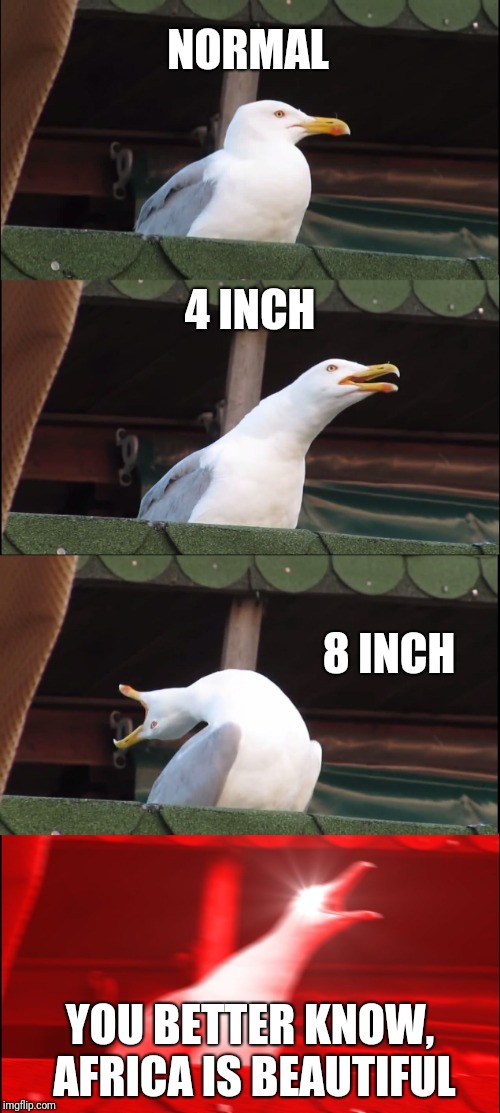 Inhaling Seagull Meme | NORMAL; 4 INCH; 8 INCH; YOU BETTER KNOW, AFRICA IS BEAUTIFUL | image tagged in memes,inhaling seagull | made w/ Imgflip meme maker