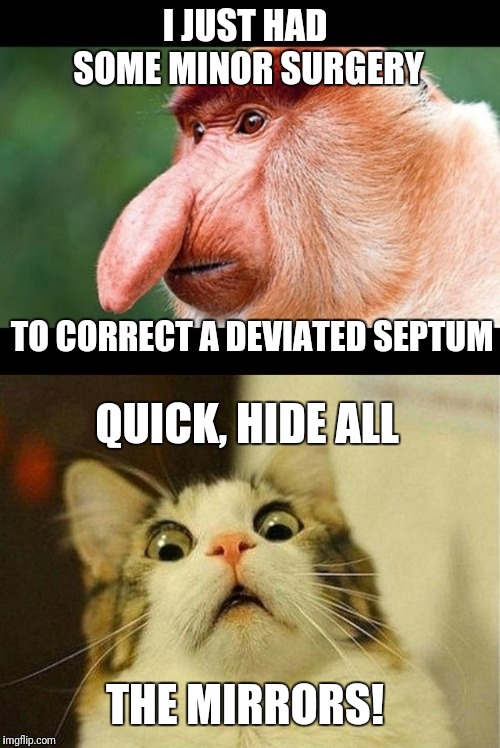 Does my nose look big in this? | I JUST HAD SOME MINOR SURGERY; TO CORRECT A DEVIATED SEPTUM; QUICK, HIDE ALL; THE MIRRORS! | image tagged in memes,scared cat,big nose monkey,surgery,deviated septum,mirrors | made w/ Imgflip meme maker