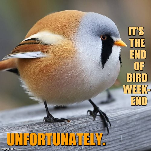 IT'S THE  END   OF BIRD WEEK-   END; UNFORTUNATELY. | image tagged in memes | made w/ Imgflip meme maker