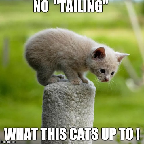 No tailing ! | NO  "TAILING"; WHAT THIS CATS UP TO ! | image tagged in funny,memes,animals,cats | made w/ Imgflip meme maker