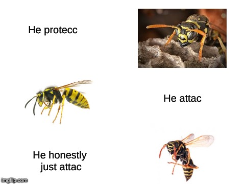 Blank White Template | He protecc; He attac; He honestly just attac | image tagged in blank white template | made w/ Imgflip meme maker