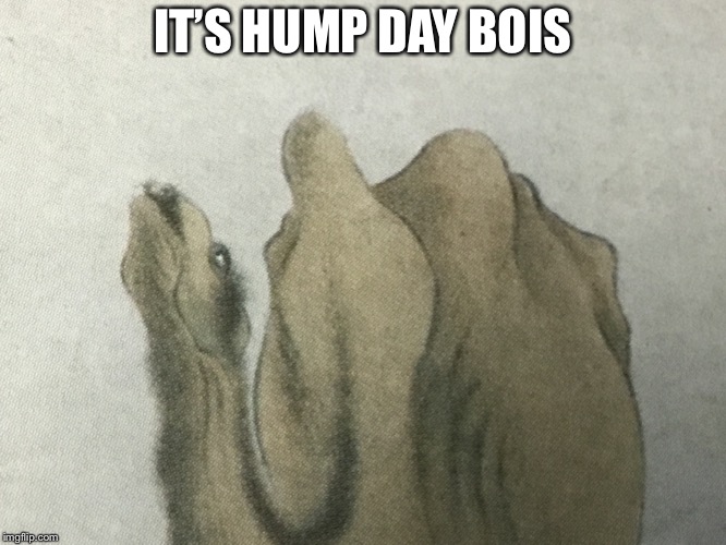 Camel.exe | IT’S HUMP DAY BOIS | image tagged in hump day | made w/ Imgflip meme maker