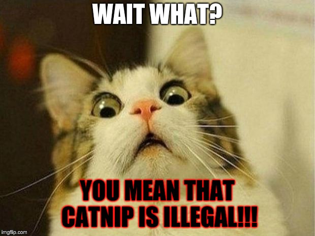 Scared Cat | WAIT WHAT? YOU MEAN THAT CATNIP IS ILLEGAL!!! | image tagged in memes,scared cat | made w/ Imgflip meme maker