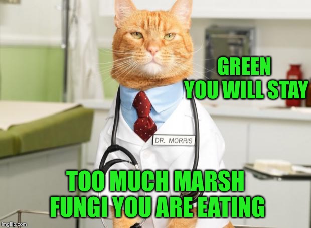 Cat Doctor | GREEN YOU WILL STAY TOO MUCH MARSH FUNGI YOU ARE EATING | image tagged in cat doctor | made w/ Imgflip meme maker