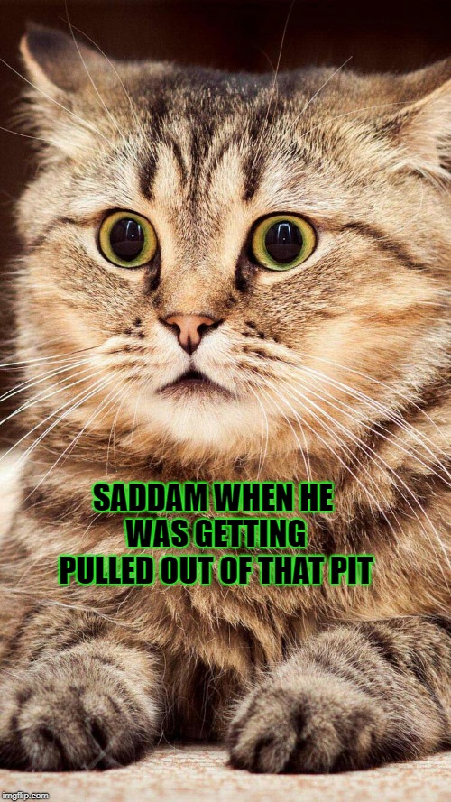 shocked cat | SADDAM WHEN HE WAS GETTING PULLED OUT OF THAT PIT | image tagged in shocked cat | made w/ Imgflip meme maker