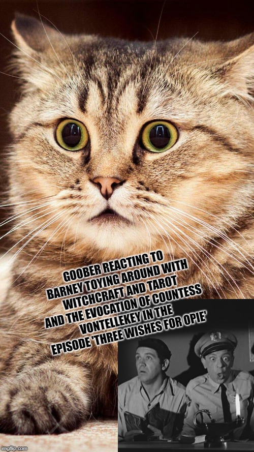 shocked cat | GOOBER REACTING TO BARNEY TOYING AROUND WITH WITCHCRAFT AND TAROT AND THE EVOCATION OF COUNTESS VONTELLEKEY IN THE EPISODE 'THREE WISHES FOR OPIE' | image tagged in shocked cat | made w/ Imgflip meme maker