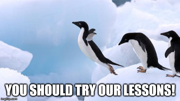 flying penguin | YOU SHOULD TRY OUR LESSONS! | image tagged in flying penguin | made w/ Imgflip meme maker