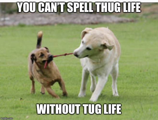 YOU CAN’T SPELL THUG LIFE; WITHOUT TUG LIFE | image tagged in dog tug | made w/ Imgflip meme maker