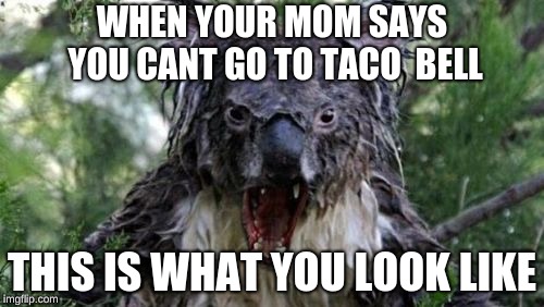 Angry Koala Meme | WHEN YOUR MOM SAYS YOU CANT GO TO TACO  BELL; THIS IS WHAT YOU LOOK LIKE | image tagged in memes,angry koala | made w/ Imgflip meme maker