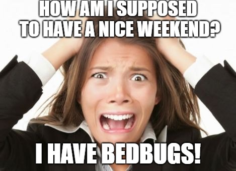 BEDBUG NERVOUS BREAKDOWN | HOW AM I SUPPOSED TO HAVE A NICE WEEKEND? I HAVE BEDBUGS! | image tagged in nervous breakdown,freaking out,bedbugs,pulling out my hair,losing my mind,going crazy | made w/ Imgflip meme maker