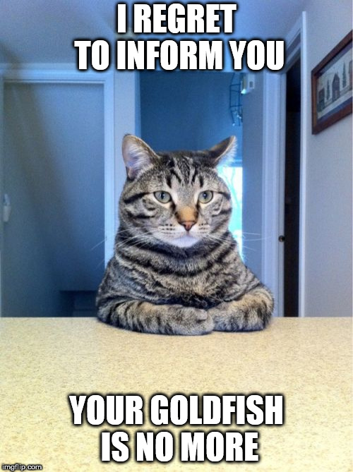 Take A Seat Cat Meme | I REGRET TO INFORM YOU; YOUR GOLDFISH IS NO MORE | image tagged in memes,take a seat cat | made w/ Imgflip meme maker