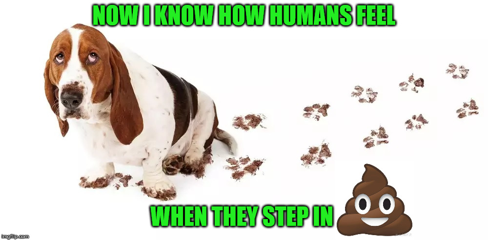 Dog steps in... | NOW I KNOW HOW HUMANS FEEL; WHEN THEY STEP IN | image tagged in dog,memes,steps,dog poop,first world problems | made w/ Imgflip meme maker