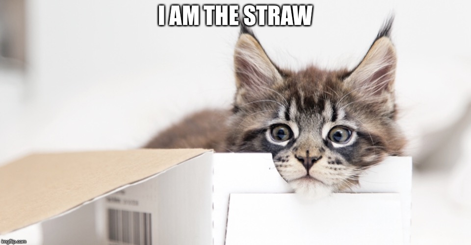 Maybe the hookah will pay attention to me |  I AM THE STRAW | image tagged in cats | made w/ Imgflip meme maker