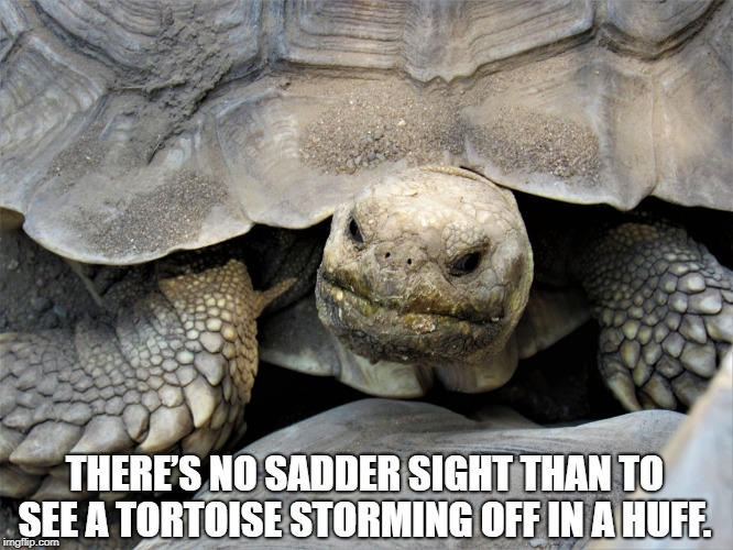 grumpy tortoise | THERE’S NO SADDER SIGHT THAN TO SEE A TORTOISE STORMING OFF IN A HUFF. | image tagged in grumpy tortoise | made w/ Imgflip meme maker
