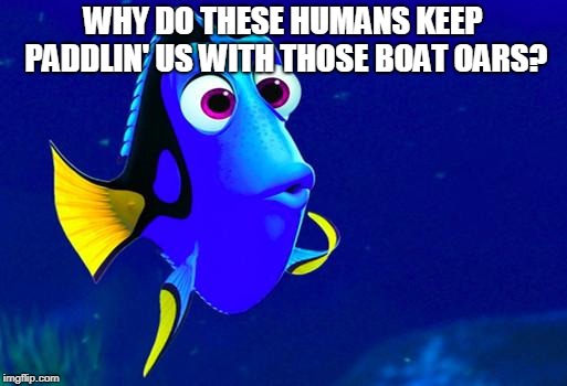 Bad Memory Fish | WHY DO THESE HUMANS KEEP PADDLIN' US WITH THOSE BOAT OARS? | image tagged in bad memory fish | made w/ Imgflip meme maker