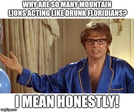 Austin Powers Honestly | WHY ARE SO MANY MOUNTAIN LIONS ACTING LIKE DRUNK FLORIDIANS? I MEAN HONESTLY! | image tagged in memes,austin powers honestly | made w/ Imgflip meme maker