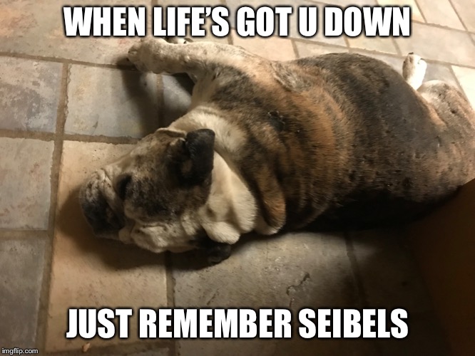 Just think | WHEN LIFE’S GOT U DOWN; JUST REMEMBER SEIBELS | image tagged in bulldog | made w/ Imgflip meme maker
