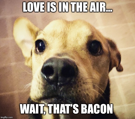 Love is in the air  | LOVE IS IN THE AIR... WAIT, THAT’S BACON | image tagged in memes,dogs,love,bacon,valentine's day,valentines day | made w/ Imgflip meme maker