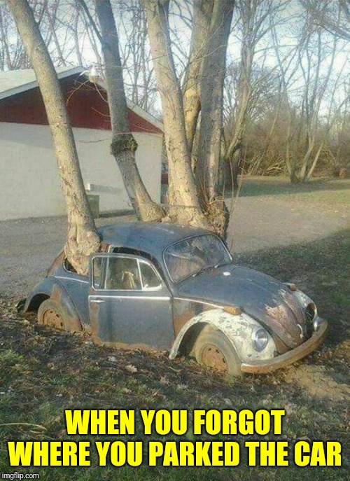 Tree Beetles Are So Destructive | WHEN YOU FORGOT WHERE YOU PARKED THE CAR | image tagged in memes,beetle,cars,car,repost | made w/ Imgflip meme maker