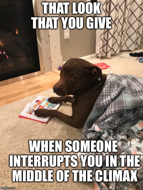 This dog is my soul animal | THAT LOOK THAT YOU GIVE; WHEN SOMEONE INTERRUPTS YOU IN THE MIDDLE OF THE CLIMAX | image tagged in dogs pets funny,oh wow are you actually reading these tags | made w/ Imgflip meme maker