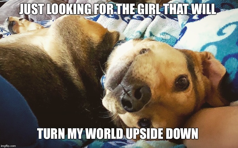 Looking for my girl  | JUST LOOKING FOR THE GIRL THAT WILL; TURN MY WORLD UPSIDE DOWN | image tagged in memes,funny memes,dog,dog memes,cute dog | made w/ Imgflip meme maker