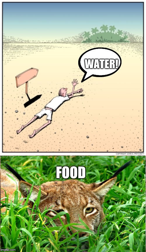 WATER! FOOD | image tagged in cats,desert | made w/ Imgflip meme maker