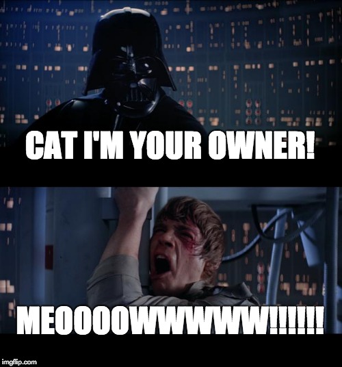 Cats Own You | CAT I'M YOUR OWNER! MEOOOOWWWWW!!!!!! | image tagged in memes,star wars no,cats,funny cats,freedom,hilarious | made w/ Imgflip meme maker