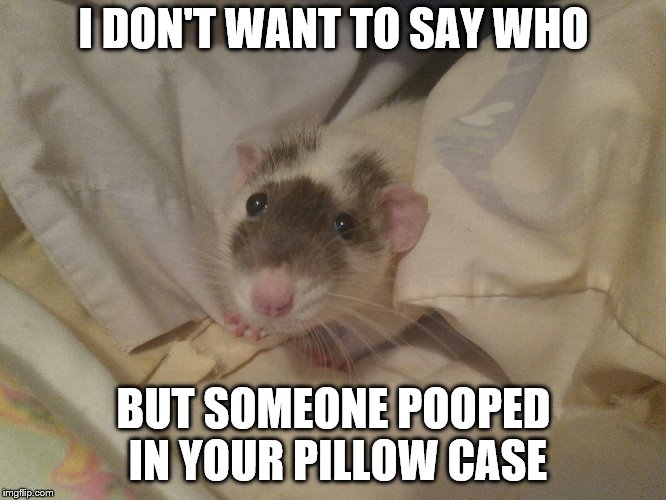 wasn't me | I DON'T WANT TO SAY WHO; BUT SOMEONE POOPED IN YOUR PILLOW CASE | image tagged in pooping | made w/ Imgflip meme maker