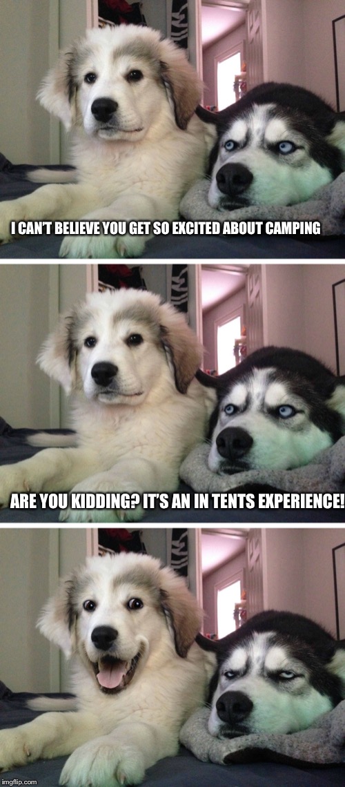 Bad pun dogs | I CAN’T BELIEVE YOU GET SO EXCITED ABOUT CAMPING ARE YOU KIDDING? IT’S AN IN TENTS EXPERIENCE! | image tagged in bad pun dogs | made w/ Imgflip meme maker