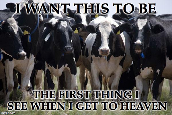 Such beautiful little moos |  I WANT THIS TO BE; THE FIRST THING I SEE WHEN I GET TO HEAVEN | image tagged in extra cows,cows,moo | made w/ Imgflip meme maker