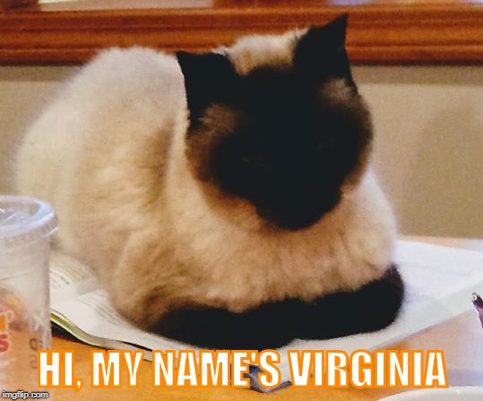 black face cat | HI, MY NAME'S VIRGINIA | image tagged in black face cat | made w/ Imgflip meme maker