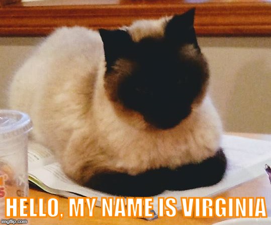 black face cat | HELLO, MY NAME IS VIRGINIA | image tagged in black face cat | made w/ Imgflip meme maker