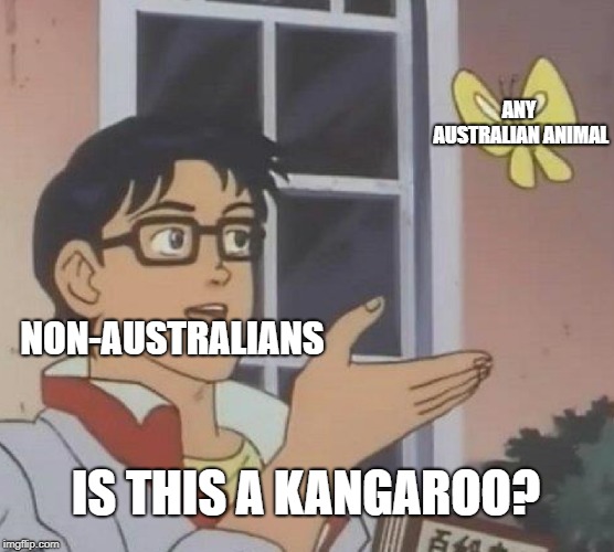 tourism  | ANY AUSTRALIAN ANIMAL; NON-AUSTRALIANS; IS THIS A KANGAROO? | image tagged in memes,is this a pigeon,kangaroo,australians,australia | made w/ Imgflip meme maker