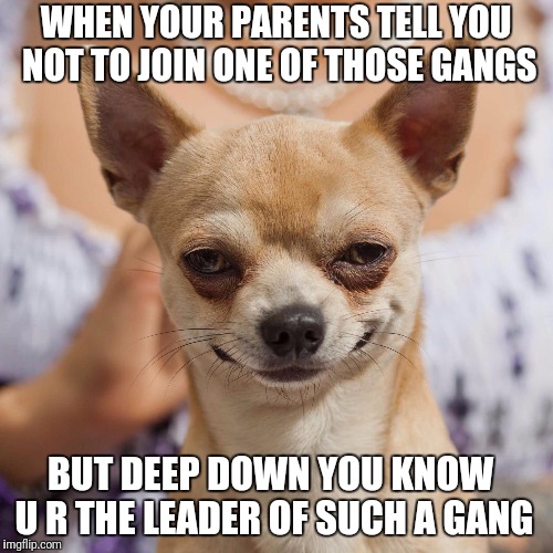 chihuahua | WHEN YOUR PARENTS TELL YOU NOT TO JOIN ONE OF THOSE GANGS; BUT DEEP DOWN YOU KNOW U R THE LEADER OF SUCH A GANG | image tagged in chihuahua | made w/ Imgflip meme maker
