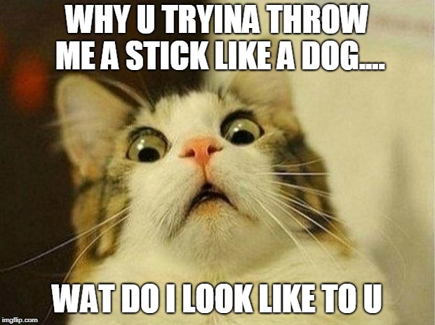 CAT. IS NOT HAPPY | WHY U TRYINA THROW ME A STICK LIKE A DOG.... WAT DO I LOOK LIKE TO U | image tagged in memes,scared cat,funny | made w/ Imgflip meme maker