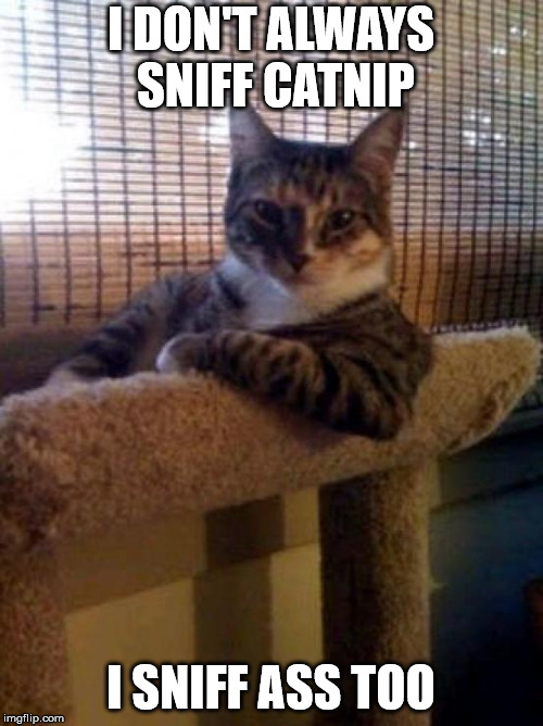 The Most Interesting Cat In The World | I DON'T ALWAYS SNIFF CATNIP; I SNIFF ASS TOO | image tagged in memes,the most interesting cat in the world | made w/ Imgflip meme maker
