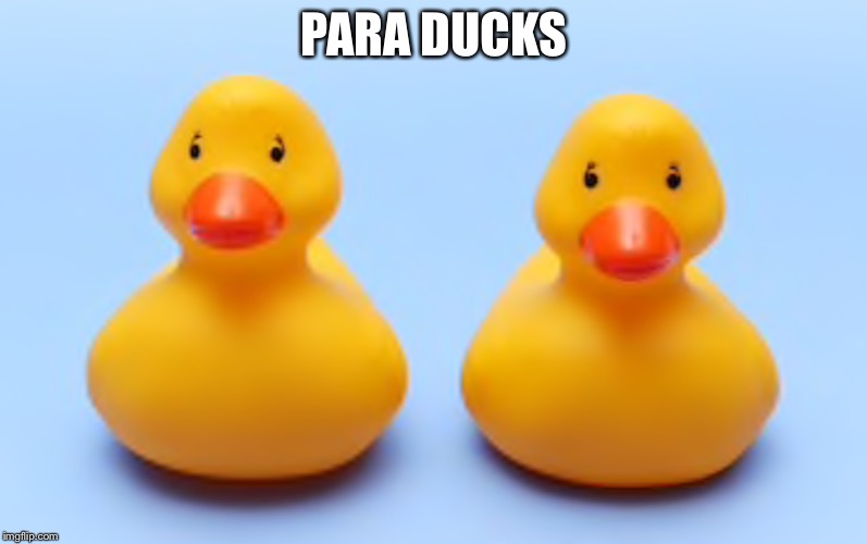 Paradox | PARA DUCKS | image tagged in paradox,duck,rubber ducks | made w/ Imgflip meme maker