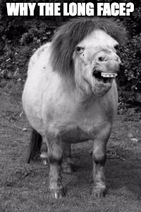 ugly horse | WHY THE LONG FACE? | image tagged in ugly horse | made w/ Imgflip meme maker