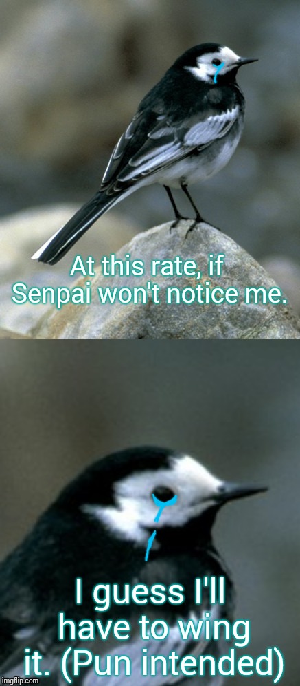 Clinically Depressed Pied Wagtail | At this rate, if Senpai won't notice me. I guess I'll have to wing it. (Pun intended) | image tagged in clinically depressed pied wagtail | made w/ Imgflip meme maker